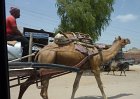 Bikaner