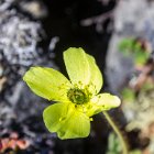 Pavot arctique