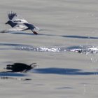 617-IMG 4711